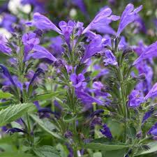 Image result for Nepeta