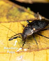 Image result for Triumfetta tenuipedunculata