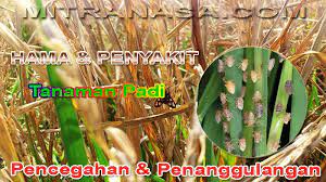 Mengatasi masalah pada mata menggerakkan mata dan tubuh untuk bangun Cara Mengatasi Hama Penyakit Budidaya Tanaman Padi