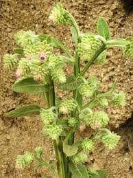 Image result for Laggera