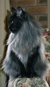 Black And White Maine Coon Cats For Sale Pin On Maine Coon Lovers