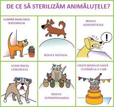 Se poate rezolva cu pastile pentru pisici in călduri? Sterilizarea La Caini Si Pisici Castrarea Cainilor Si Pisicilor Coolvet