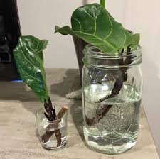 Bird Of Paradise Water Propagation Pruning Propagating Fiddle Leaf Fig Plants Fig Plant Fiddle Leaf Fig Fiddle Leaf Fig Tree