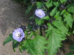 Image result for Nicandra physalodes