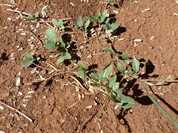 Image result for Alternanthera caracasana