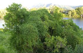 Image result for Merremia quinquefolia