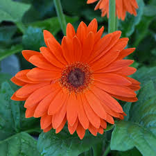Image result for Gerbera