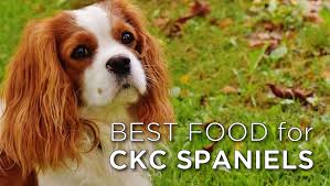 best dog food for cavaliers top choices for 2019