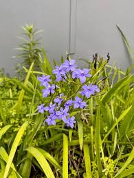 Image result for Aristea abyssinica