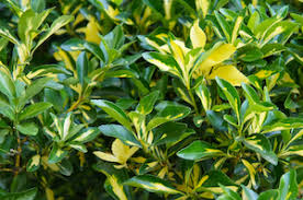 Shop best selling home & hearth products today, buy now!. Shade Loving Plants Shrubs Nick S Garden Center Nursery Denver Co