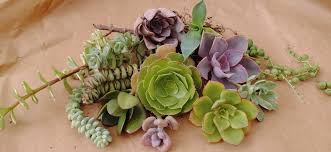 Check spelling or type a new query. My Succulents At Home Home Facebook