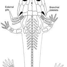 Archegosaurus is a genus of temnospondyl amphibian which lived during the asselian to archegosaurus — ärˌkēgōˈsȯrəs noun usage: Reconstruction Of A Small Larva Of Archegosaurus Decheni Showing Three Download Scientific Diagram