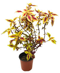 Image result for Coleus maculosus