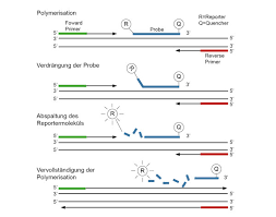 What kind of covid test should i take? Real Time Pcr