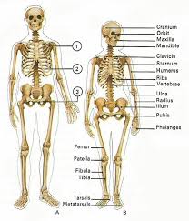 The human skeleton has a number of functions, such as protection and supporting weight. Pin On Amberheard Justiceleague Warnerbros People A Verified Fake Woman Is A Transgender Come Out Fake Gender