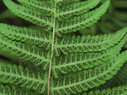 Image result for Amauropelta bergiana