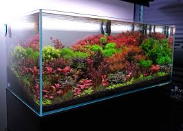 Image result for Syngonanthus robinsonii