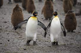 King Penguins Walking Hand In Hand Picture By Margaret Welby Penguins King Penguin Emperor Penguin