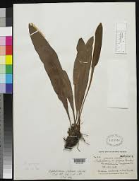 Image result for Elaphoglossum lancifolium