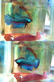 Fwbettas1431774154 Rare Species Betta Stiktos Pair Breed Betta Betta Fish Siamese Fighting Fish