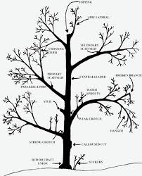 Check spelling or type a new query. Tip Of The Week Pruning Fruit Trees The Organic Forecast
