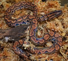Maybe you would like to learn more about one of these? Baby Brazilian Rainbow Boas For Sale