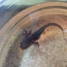 They are ready to go. Baby Axolotls For Sale In Olympia Wa 5miles Buy And Sell