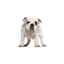 Breeders of american kennel club. Olde English Bulldogge Puppies Petland Dallas Tx
