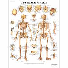 Anatomy—branch of biology concerned with the study of body structure of various organisms, including humans. Human Skeleton Poster Human Skeleton Chart Laminated