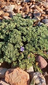 Image result for Aptosimum procumbens