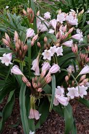 Image result for Xerophyta zambiana