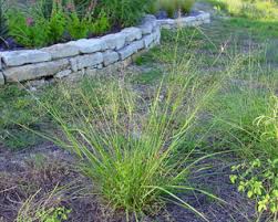 Image result for Eragrostis inamoena