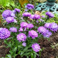 One of the last things we need from you is the card message. Aster Victoria Aster Victoria In Gardentags Plant Encyclopedia