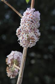 Image result for Basella paniculata