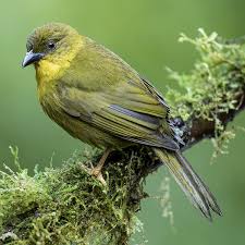 Image result for Ochthocharis