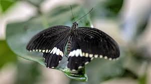Monarch (danaus plexippus) the monarch butterfly is perhaps the poster child for butterflies. Black Butterfly Meaning And Symbolism
