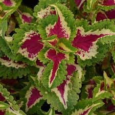 Image result for Coleus meyeri