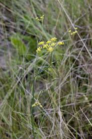 Image result for Afrosciadium rhodesicum