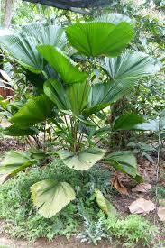 Image result for Licuala grandis