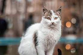 Feline Leukemia Virus Contagion Symptoms Diagnosis And Treatment