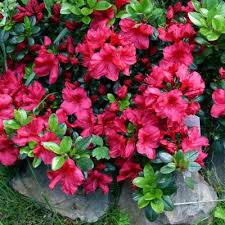 Rosy red flowers on a compact plant as with the other gumpos. National Plant Network Once A Week Bushes Plants Garden Flowers The Home Depot