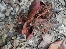 Image result for Pentadesma