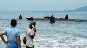 Jul 02, 2021 · oleh dr. Mengenal Seluk Beluk Muntahan Paus Emas Yang Mengambang Di Laut Regional Liputan6 Com