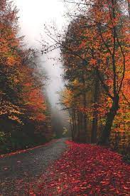 Fall Colors And Fog Beautiful Follow Tranquil Turquoise Studios Fall Pictures Scenery Nature Photography