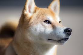 The scene today is similar to that in 2017 when the likes of john mcafee and others would shamelessly shill altcoins such as verge (xvg). Destroyer Of Shorts Dogecoin Price Pumps 60 On Elon Musk S Tweets Cryptoglobe