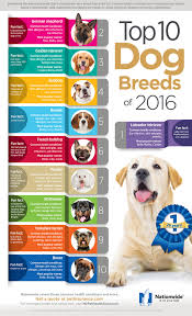Check spelling or type a new query. Top 10 Dog Breeds Infographic Pet Health Insurance Tips