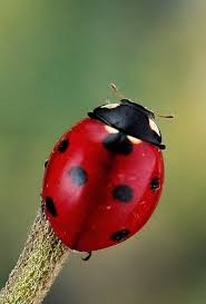 Nicholas' single dad has very bad cancer and he's going to die, soon. Seven Spot Ladybird Coccinella Septempunctata Coccinellidae Ladybird Ladybug Ladybug Art
