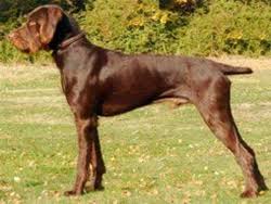 Click on your favorite breeds to discover more about our beautiful dogs for adoption. The Pudelpointer Autumn Breeze Kennel