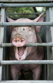 Aufklarung Ist Schweinefleisch Wirklich Ungesund Grill Wissen De