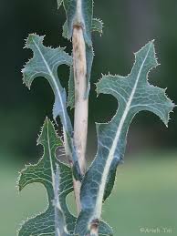 Image result for Lactuca glandulifera